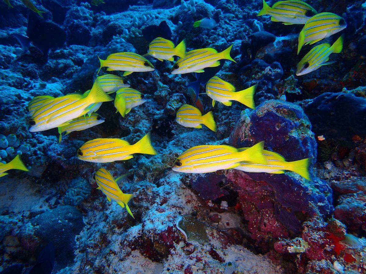 Equa Reef Maldives Hotel Addu City Exterior foto