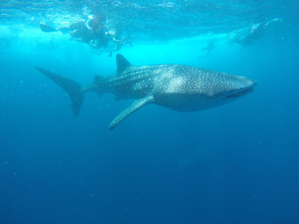 Equa Reef Maldives Hotel Addu City Exterior foto