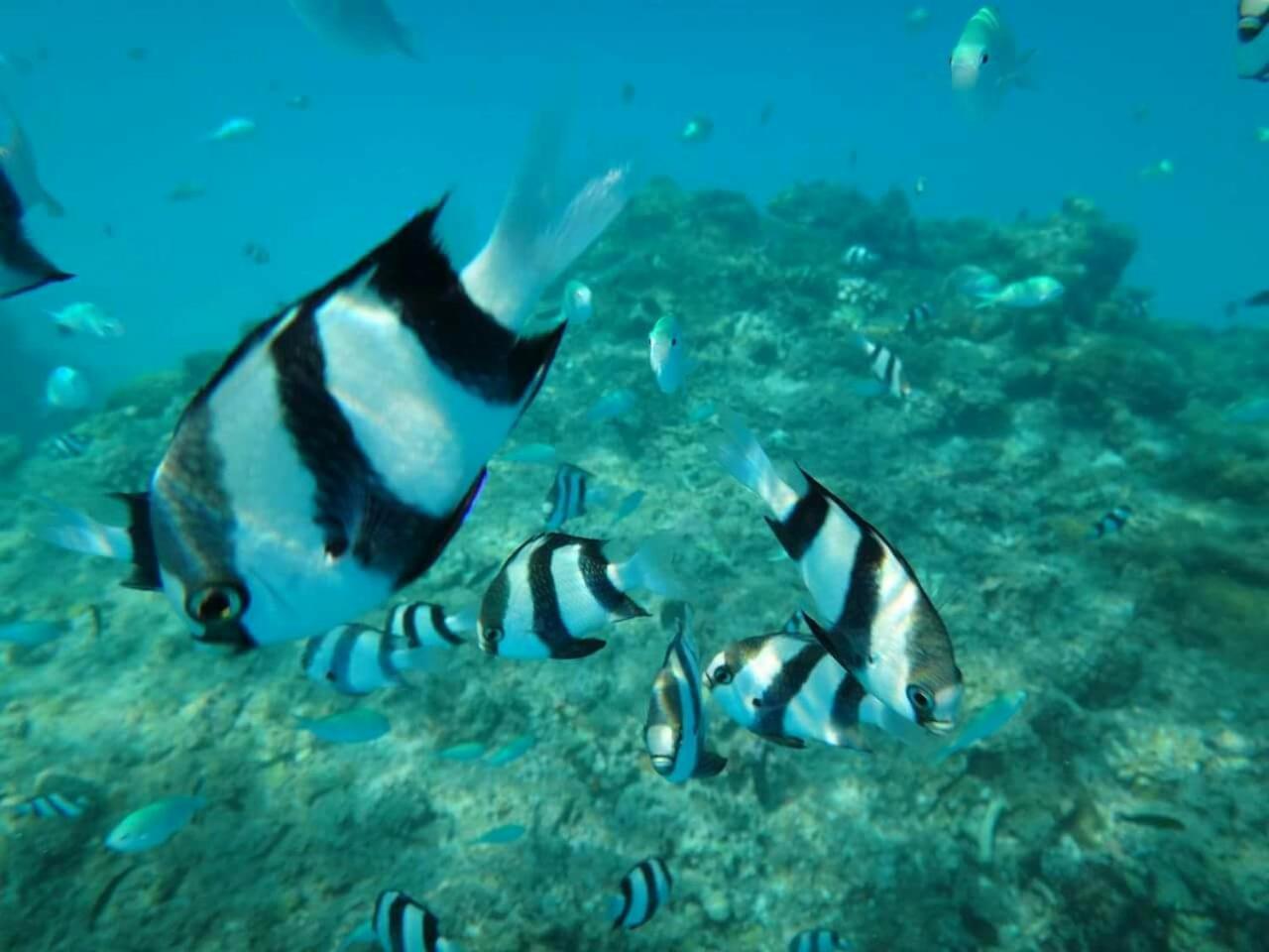 Equa Reef Maldives Hotel Addu City Exterior foto