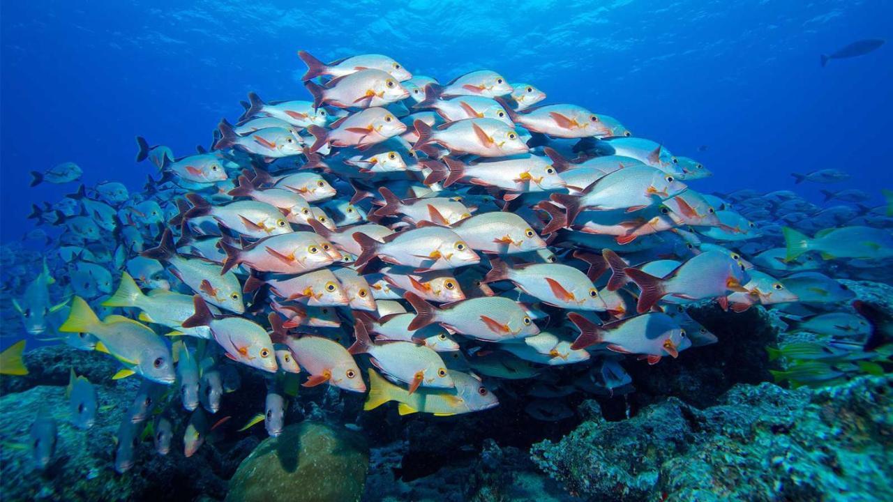 Equa Reef Maldives Hotel Addu City Exterior foto