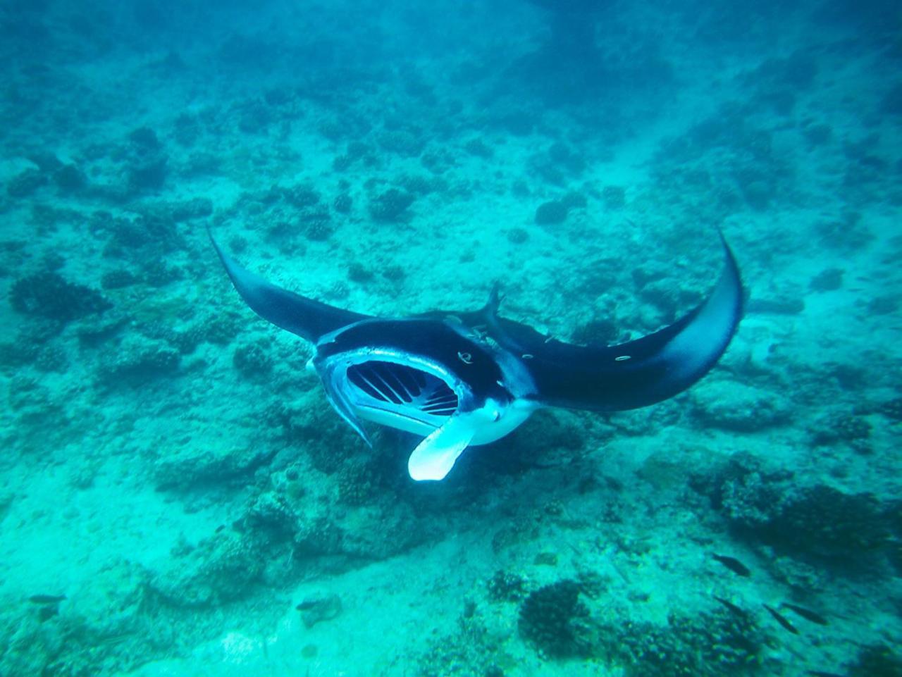 Equa Reef Maldives Hotel Addu City Exterior foto